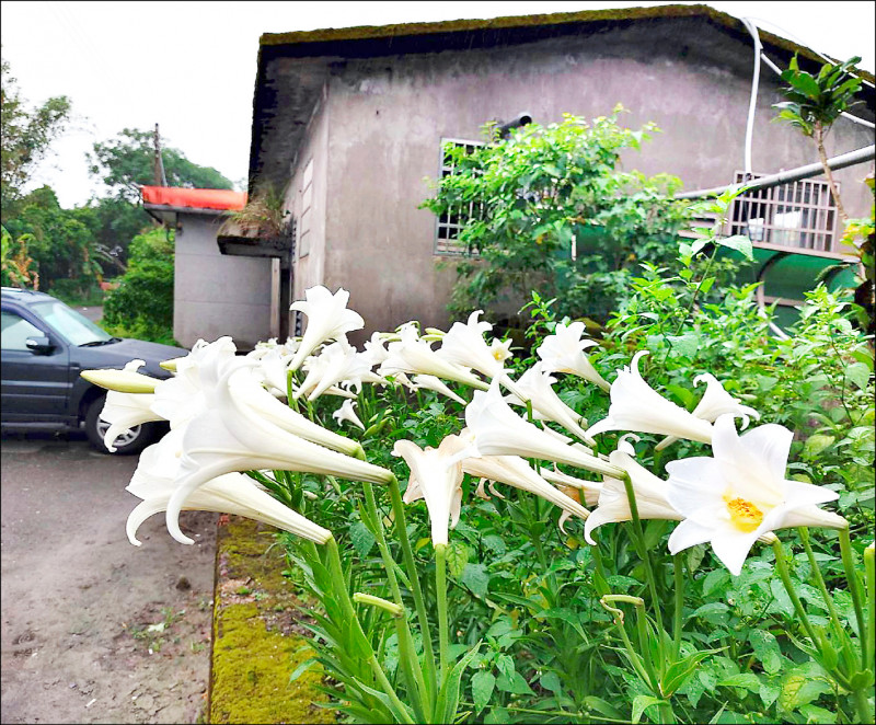 二結車站宛如一座大花園，上百株鐵砲百合綻放。（林建清提供）