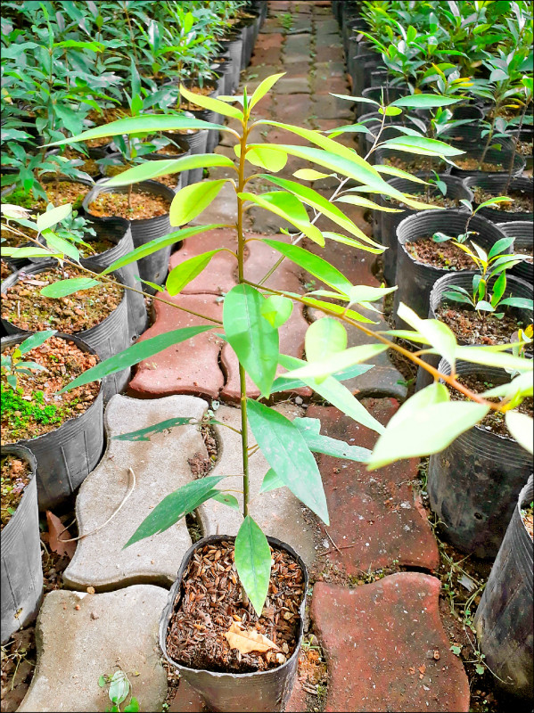 嘉義》林管處育苗 馬告種子發芽率提升 - 生活 - 自由時報電子報