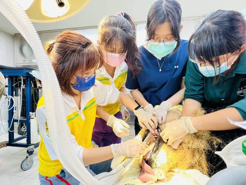 為了讓動物們擁有健康牙齒、順利進食，壽山動物園獸醫師不定期會幫動物健檢及洗牙。（壽山動物園提供）