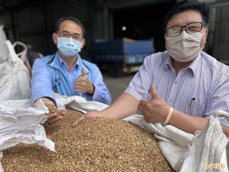 金門小麥豐收，縣農會常務監事蔡水游（右）、縣府建設處長李有忠（左）開心捧起漂亮的小麥。（記者吳正庭攝）