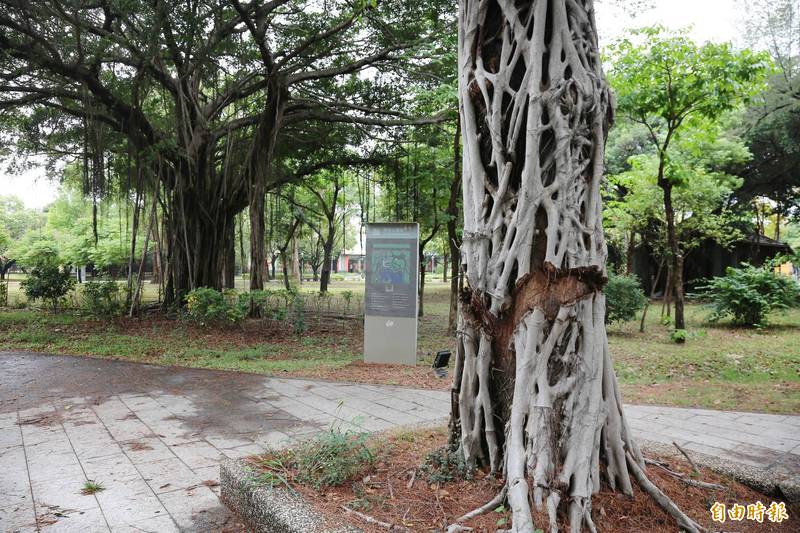 絞殺榕為了生存幾乎將樹木給纏繞包圍，這種現象其實在市區或是公園裡很常見。（記者李惠洲攝）