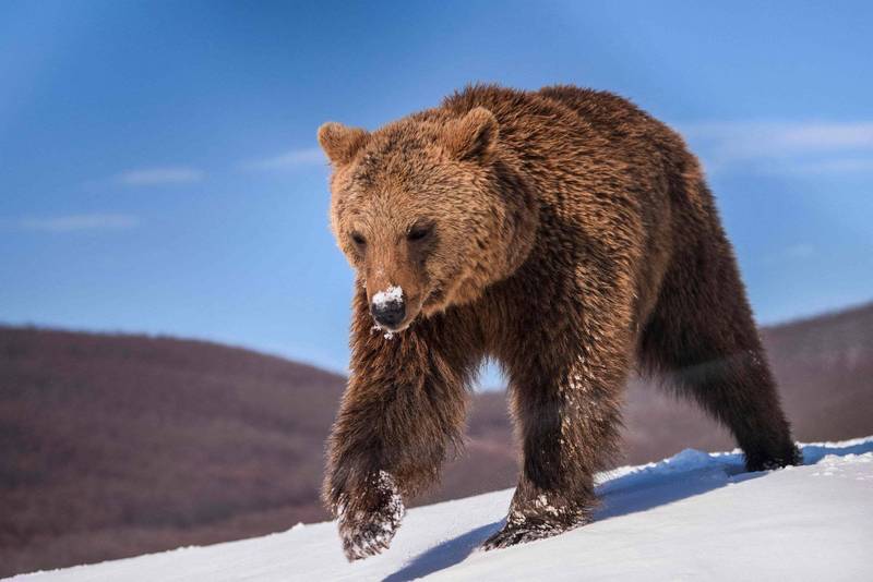 義大利有頭貪吃的棕熊，徒步走了160公里，回到當時趕走牠的城鎮。示意圖，圖與新聞事件無關。（法新社）