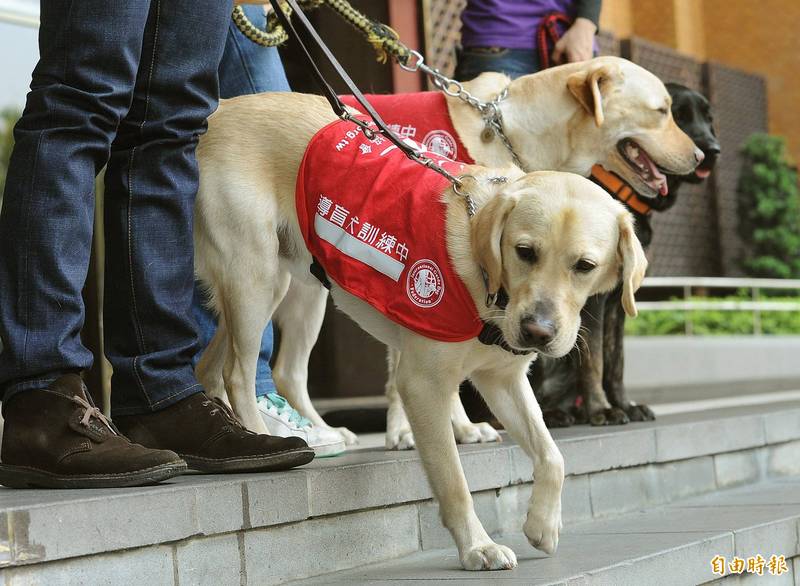 導盲犬是 特定寵物 須依法申報繁殖協會敗訴確定 社會 自由時報電子報 導盲犬是 特定寵物 須依法申報繁殖協會敗訴確定 社會 自由時報電子報