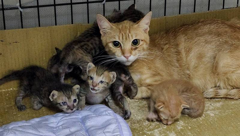母貓剛生下3隻小貓奶水充足，也哺育其他6隻剛出生小貓，讓台灣動物緊急救援小組救援志工看了好感動，直呼「母愛真偉大！」（台灣動物緊急救援小組提供）