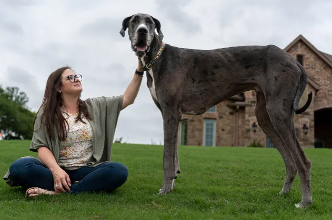 美國德州大丹犬宙斯（Zeus），被金氏世界紀錄確認為全球現存最高的狗狗。（圖擷自Guinness World Records網站）
