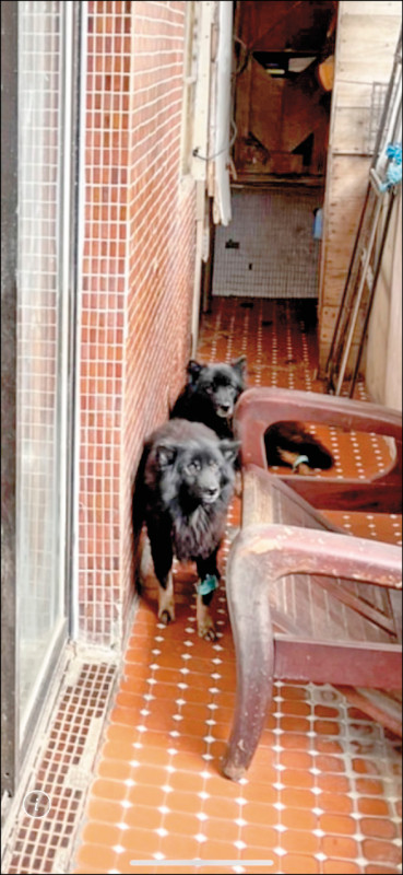 黃姓婦人的兩隻狗狗平日養在住家陽台。（記者林嘉東翻攝）