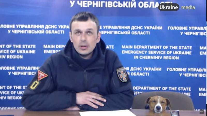 乌克兰神犬「派顿（Patron）」打瞌睡画面在社群网路疯传。 （图取自YOUTUBE）(photo:LTN)