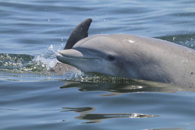 NOAA週五（6日）宣布，将提供各2万美元（折合新台币约59万元）的悬赏奖金，征求这两起虐待海豚事件的真凶线索。海豚示意图。（美联社）(photo:LTN)