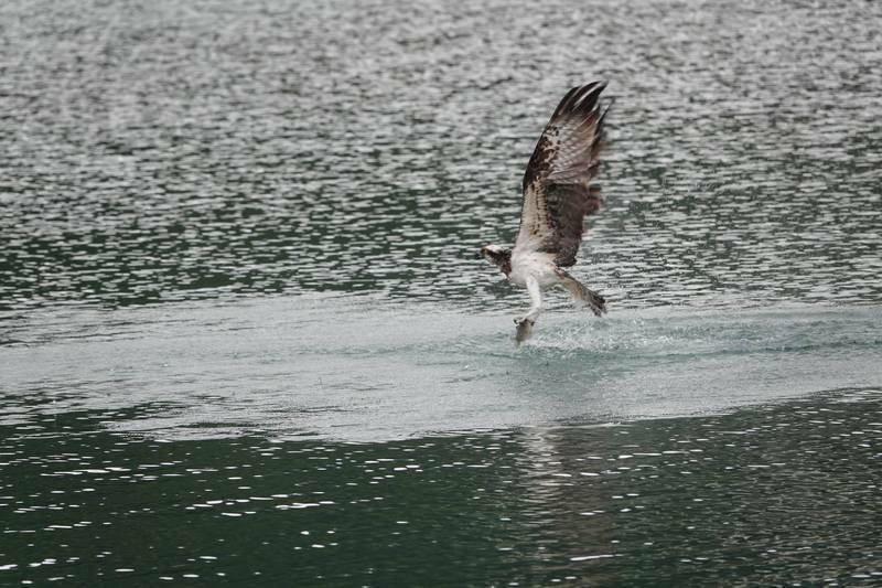 魚鷹下水捕食的英姿，因為不易拍攝，常有鳥友以活魚引誘拍攝美照，涉嫌騷擾保育類野生動物。（新北市動物保護防疫處提供）
