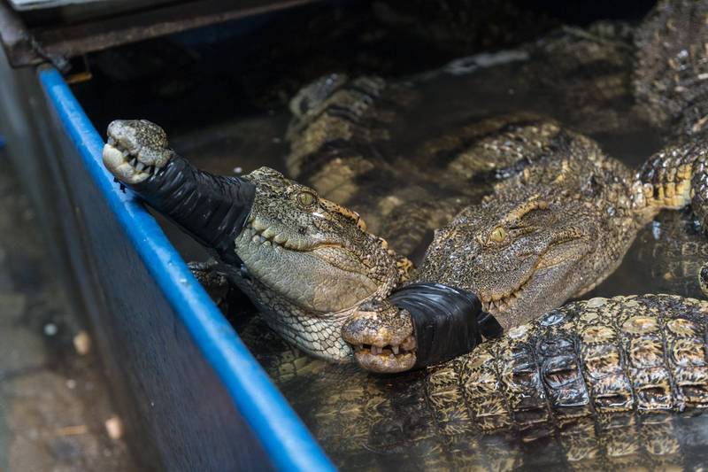四川宜賓一處鱷魚養殖場昨傳出鱷魚逃出事件，圖為示意圖。（歐新社）