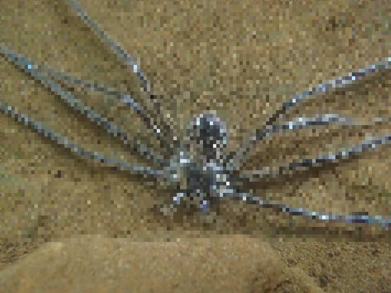 科學家最新發現，一種熱帶大型蜘蛛可以在逃避捕食者時主動躲到水下，並在水底存活超過半小時以上。（擷取自sci-news）