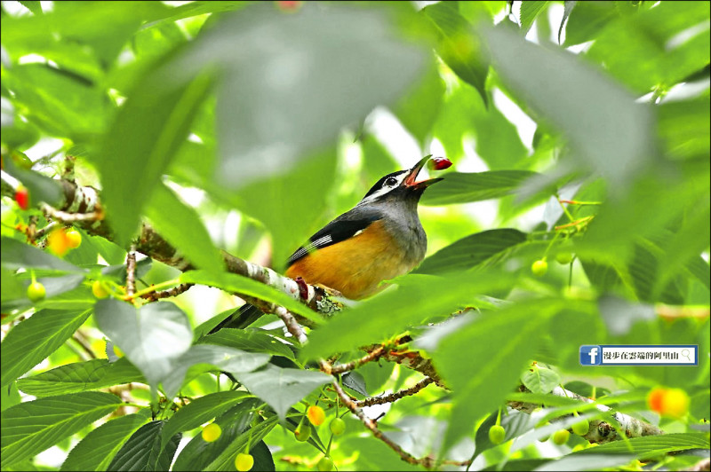 阿里山櫻花樹長出果實，成為鳥類和台灣獼猴的食物。（截取自「漫步在雲端的阿里山」社團）