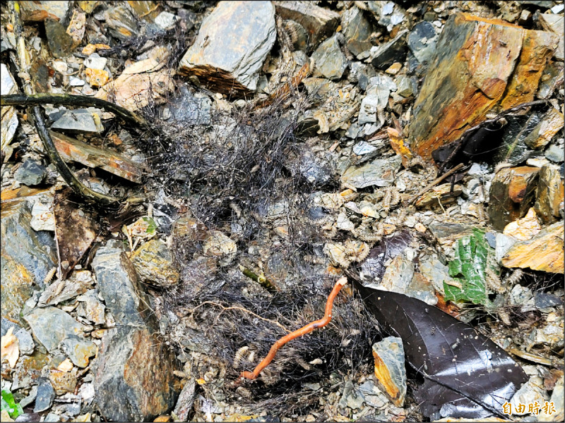 台灣黑熊埋屍現場殘留毛髮，以及滿地蛆蟲，令人痛心。（記者佟振國攝）