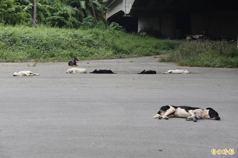 流浪犬群聚還會追逐人，民眾心中很恐懼。（記者葉永騫攝）