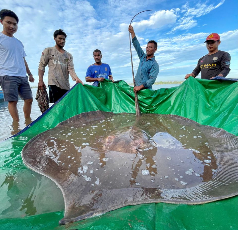 柬埔寨渔民在湄公河捕获长达4公尺的巨型淡水魟鱼。（路透）(photo:LTN)