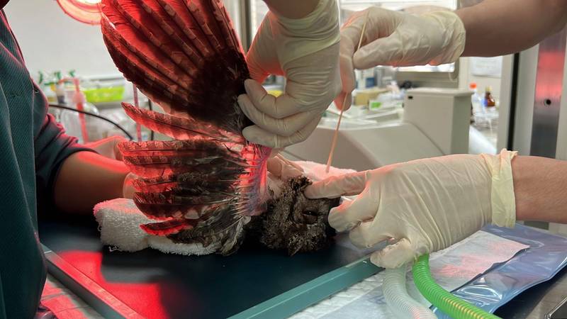 為了讓折翼的領角鴞骨頭儘速復位，壽山動物園帶著牠前往動物醫院進行手術。（高雄市觀光局提供）