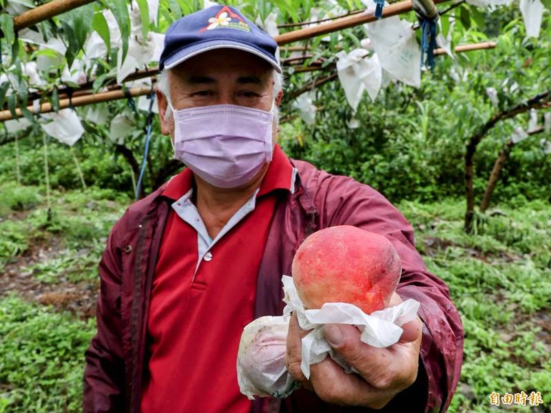南投信義鄉濁水溪流域部落轉種紅玉甜桃，不僅適合在當地肥力不豐的土壤生長，且產期還避開颱風季，成為新興農作。（記者劉濱銓攝）