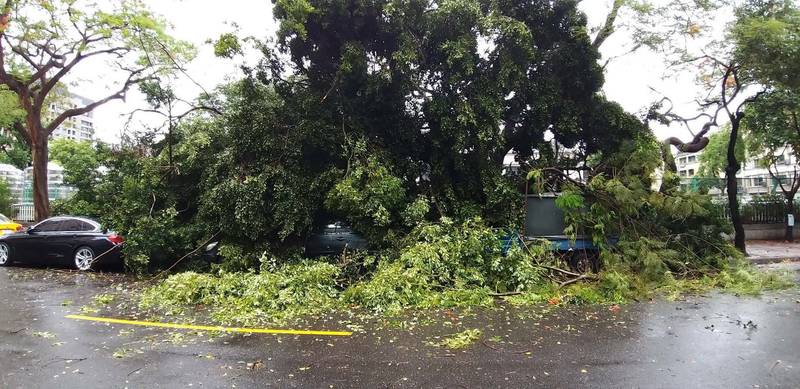 瑞豐國中校內1株大榕樹不敵大雨，倒塌波及路邊3輛車，幸無造成人員受傷。（讀者提供）