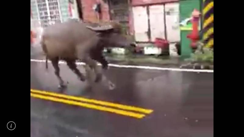 一頭壯碩的水牛今天下午出現在雲林土庫馬光街道上狂奔。（擷圖自臉書馬光大小事社團）