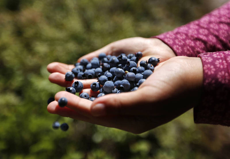 最新一項研究表明，人們在中年階段定期食用藍莓，可望降低罹患失智症的風險。（美聯社）