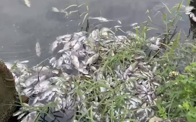 西屯東大溪下游協和一橋至三橋有大量魚群暴斃，魚屍漂浮水面。（記者蔡淑媛翻攝）