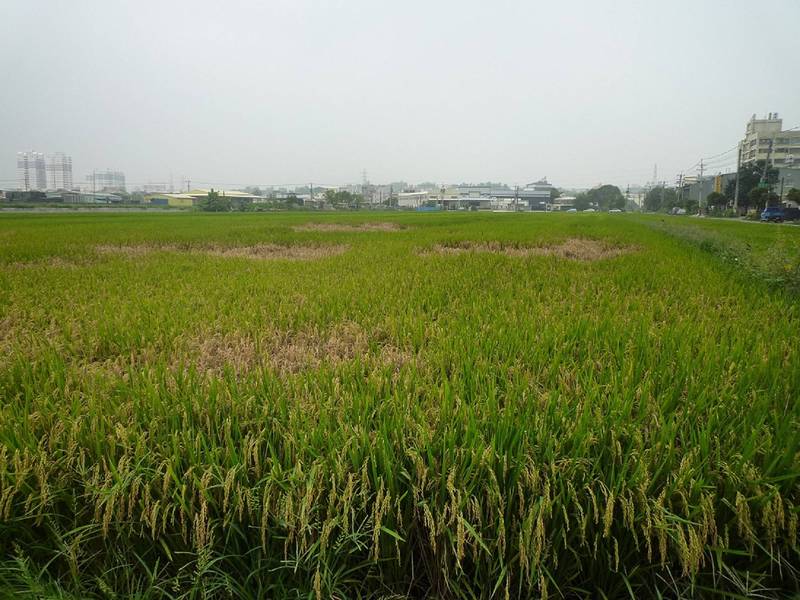 褐飛蝨常群集於稻叢基部吸食稻株養液，族群密度增高時，易使稻株枯萎倒伏形成「蝨燒」現象。（高雄區農業改良場提供）