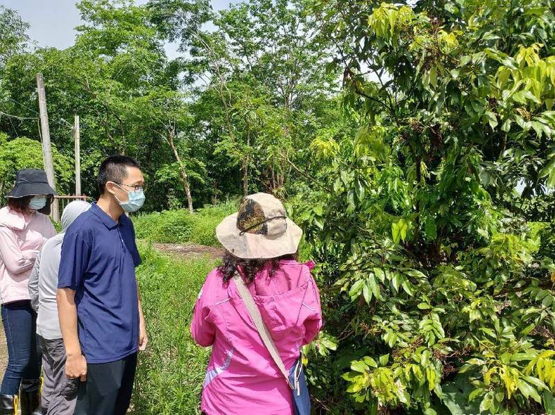 南市荔枝雨害災損，農委會公告為農業天然災害現金救助及低利貸款地區，即日起至5月26日受理現金救助申請。（南市農業局提供）