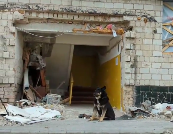 烏克蘭博羅江卡這隻「忠犬小八」還守在變成廢墟的家，等待主人回來。（圖取自IG）