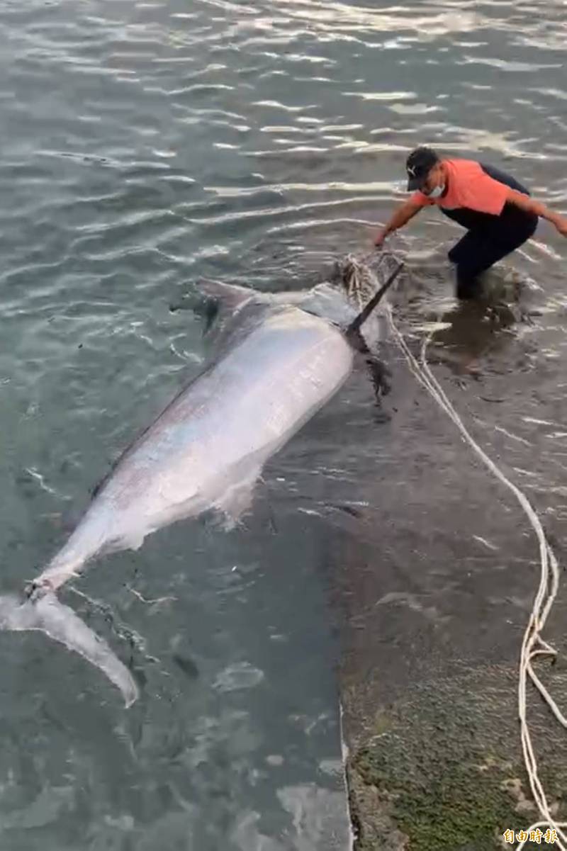 碩大旗魚超過250公分、300公斤。（記者蔡宗憲攝）