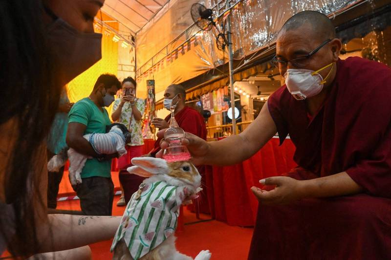 新加坡佛寺歡慶佛誕，僧人也為寵物「加持」祈福，讓飼主直言：「加持過後寵物變得更加敏感、靈性」、「希望牠來世能投胎做人」。（法新社）