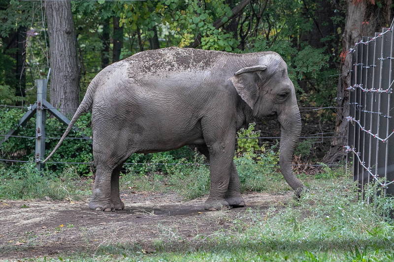 在布朗克斯动物园独居的大象「快乐」。（路透）(photo:LTN)
