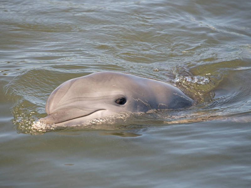 研究显示，宽吻海豚是靠尿味和独特哨声来辨认远方的朋友。示意图。（美联社档案照）(photo:LTN)