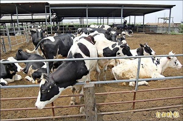 中央畜產會今將舉行生乳價格評議委員會討論生乳價格。（資料照）