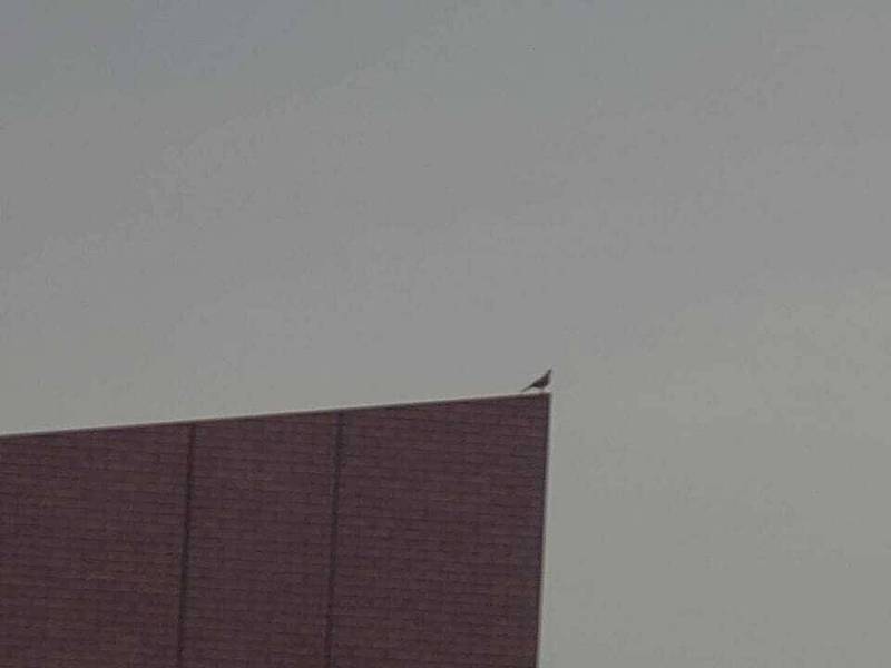 李四川在臉書貼出一張鴿子站在大樓頂的照片，意有所指的說：「如果我有翅膀，我也可以站在那裏。」並強調「做人最難得的，不是聰明，而是自知之明。」（取自李四川臉書）