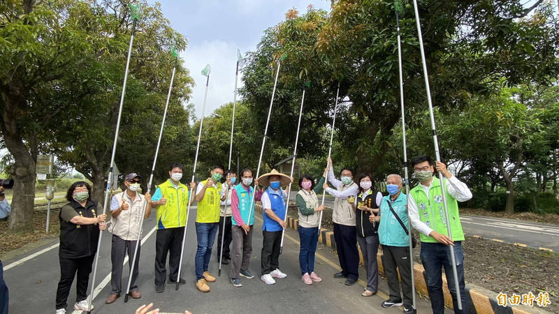 柳營區公所今天在太康綠隧封路舉辦「芒著戀愛」情人果節，開放採芒果。（記者楊金城攝）