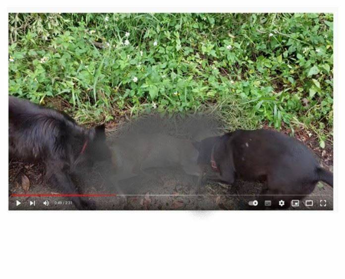 放養犬隻獵捕山羌還上傳Youtube，苗縣府找到飼主將開罰。（圖由苗栗縣政府提供）