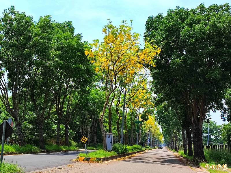 台南高鐵特定區美的阿勃勒樹群，遭質疑枝幹修剪太過，乍看之下像是整排黃色的「火柴棒」。（記者吳俊鋒攝）
