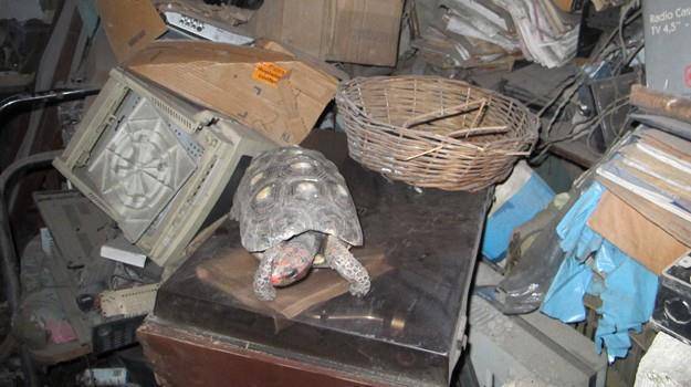 巴西一戶人家飼養的1隻紅腿象龜，在失蹤30年後，竟在家中閣樓找到了牠。（圖翻攝自臉書Joao Leomi Silva Nunes）