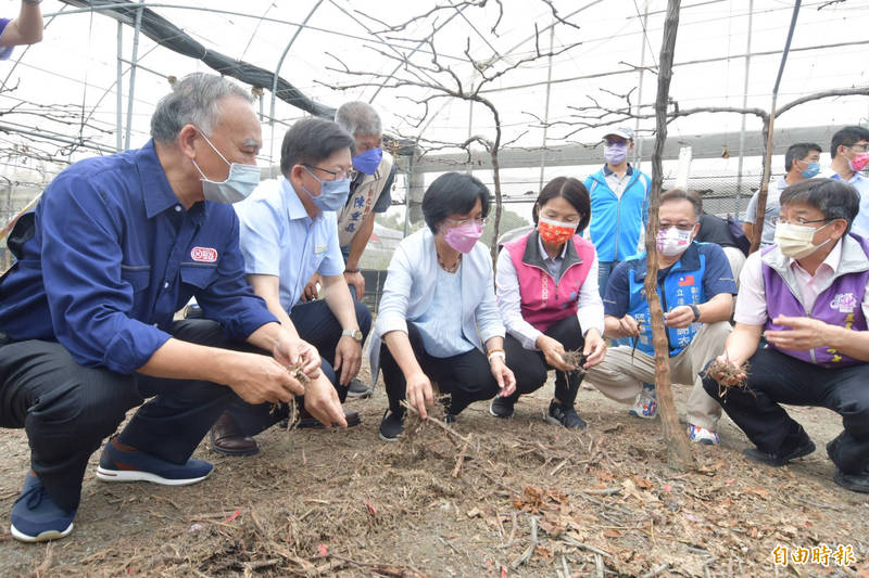 解決葡萄藤枝去化，縣府利用「木質分解液」。（記者顏宏駿攝）