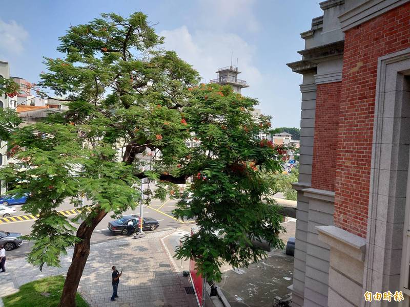 原台南州會古蹟與台灣文學館（日治時期台南州廳）之間的1棵鳳凰樹，未倒斷之前的優美倚偎樹姿。圖攝於2021年。（記者洪瑞琴攝）