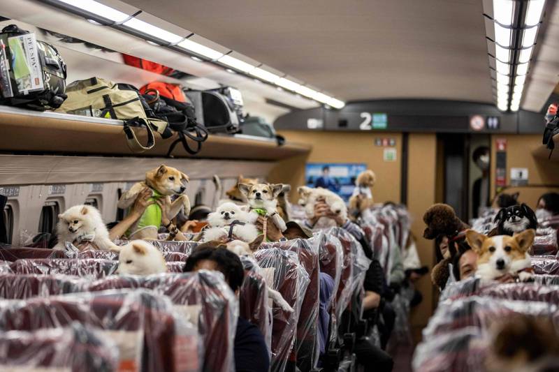 日本JR子彈列車日前試辦「狗狗假期」，21位飼主與毛小孩們乘坐專屬車廂前往輕井澤度假。（法新社）