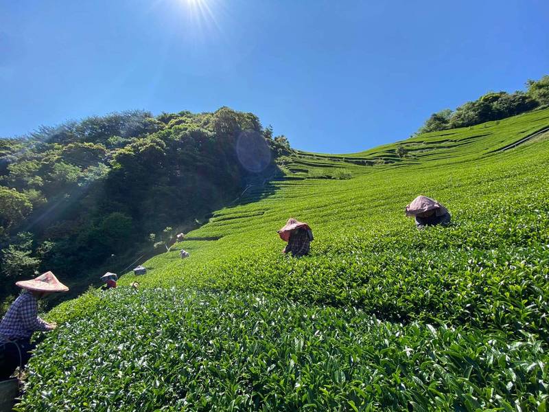 仁愛鄉高山茶區今年有春雨滋潤，今年產量較去年嚴重乾旱期提加，加上採製茶期間的好天氣，對品質也有加分效果。（沈永浩提供）