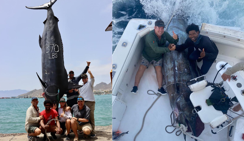 3名漁夫前往南非外海釣魚，結果意外釣到了1條有621公斤重、僅次於金氏世界紀錄的超級巨大的大西洋藍槍魚。（圖擷取自@ryanwilliamsonmarlincharters、@pulsatorlures IG）