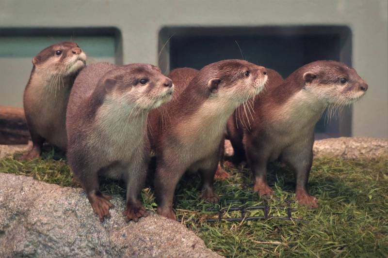 今天是一年一度的「世界水獺日」（World Otter Day），日本水族館特別分享多部館內水獺影音，來做慶祝與宣導保育知識。（圖擷取自@Sunshine_Aqua推特）