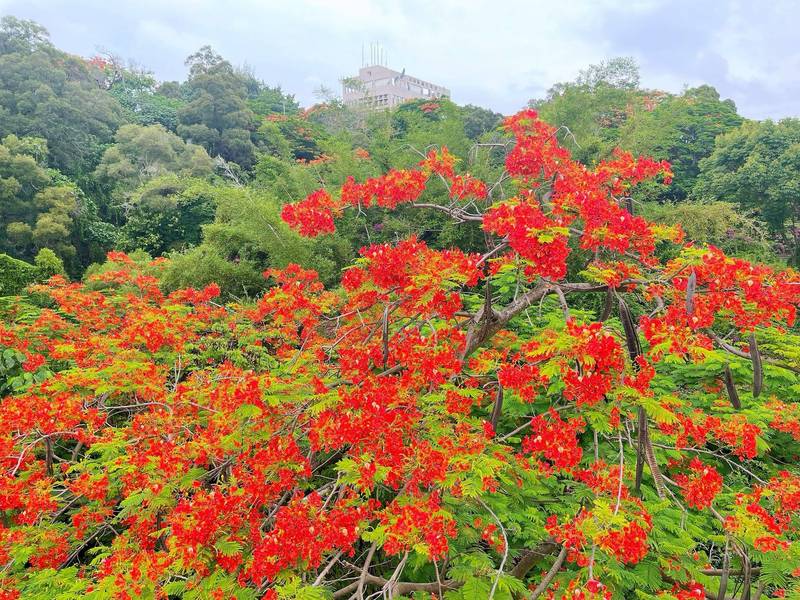 彰化市天空步道旁鳳凰花大爆發，如火焰般花色令人驚艷。 （參山處提供）