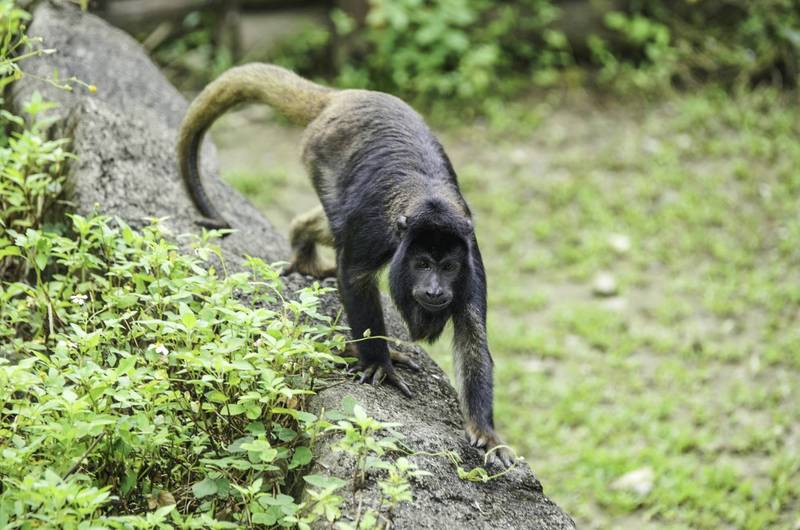 目前3歲的黑吼猴哥哥「卡比」。（台北市立動物園提供）