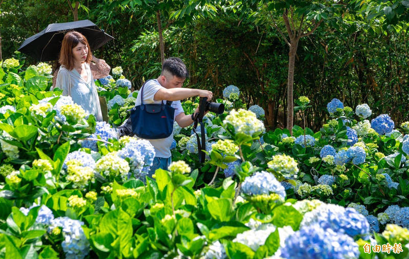 桃園繡球花季活動倒數，花迷們把握好天氣入園拍好拍滿。（記者李容萍攝）