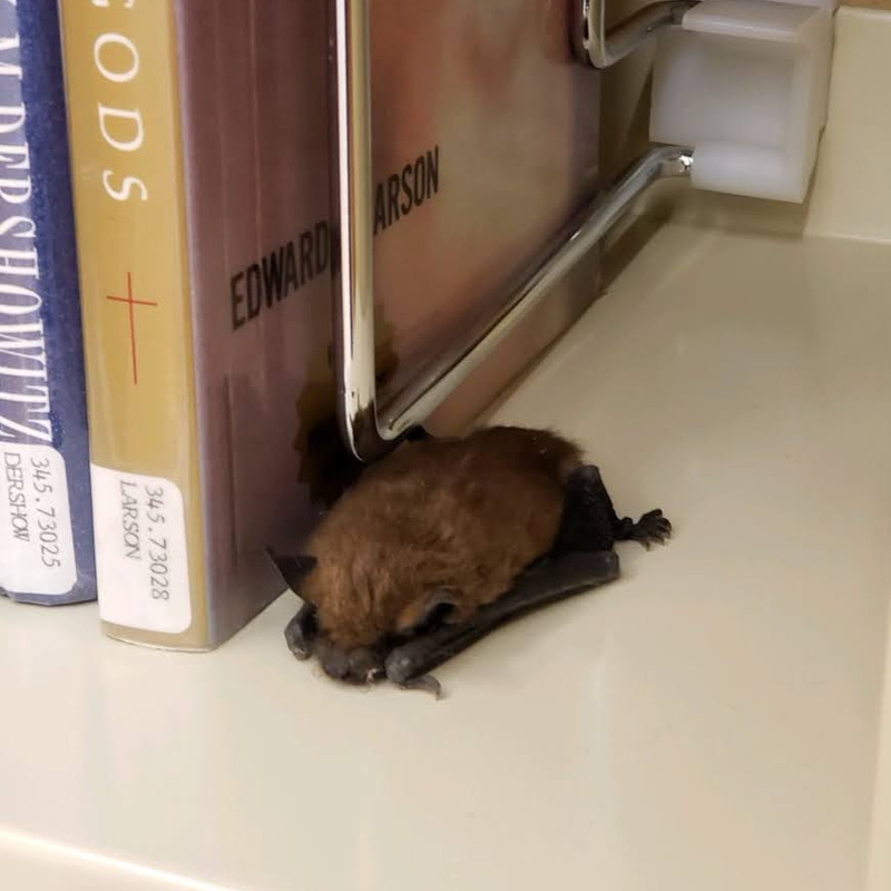 美國華盛頓卡瑪斯公共圖書館（Camas Public Library）在上個月，有隻蝙蝠不小心闖入館內後，就直接趴在書架上睡著了。（圖翻攝自臉書Camas Public Library）