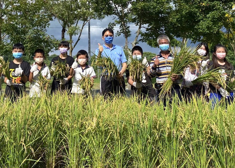 台南市官田國小六年級畢業生今天收割自己以友善大地的無毒栽培方式栽種的稻穀，義賣助學。（學校提供）