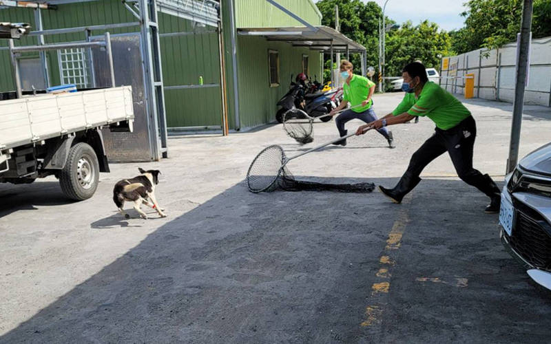 台南市動保處管制隊員於永康區二王公墓圍捕流浪犬。（台南市動保處提供）